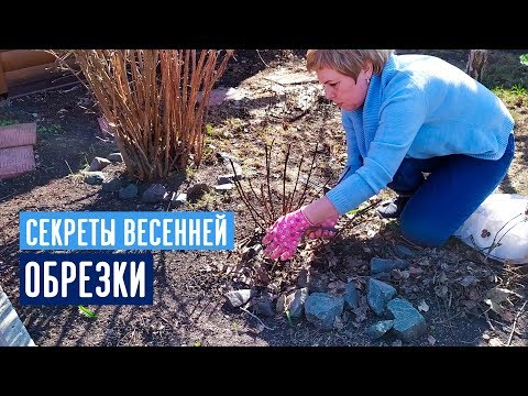 Видео: Обрезка крупнолистной и пильчатой гортензии / Садовый гид