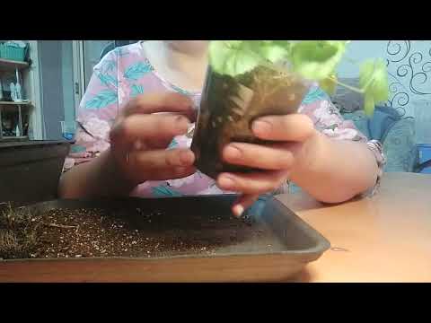 Видео: Пересаживаю жениха и биколор, февраль 2022 г