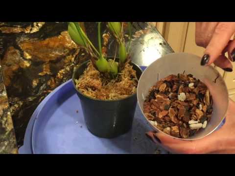 Видео: Орхидея максиллария. MAXILLARIA tenuifolia. Пересадка. Немного об уходе. Орхидея в воде.
