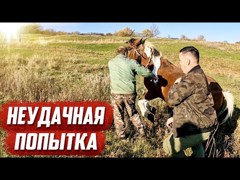 Видео: Обычно лошади меня любят! | Орловская обл, Колпнянский р/н д.Лимовое