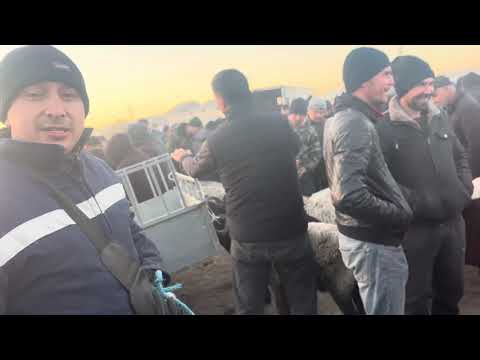 Видео: 09,11,2025 кучкорни зурларитушди урганч гайбу 