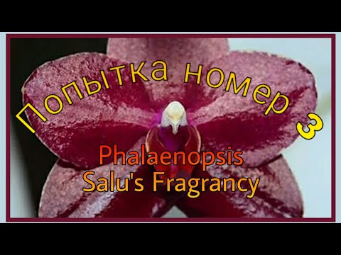 Видео: 29. 3-ИЙ БЛИН НЕ КОМОМ! // УДАЧНАЯ ПОСЫЛКА! //Phalaenopsis Salu's Fragrancy