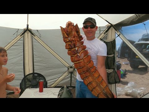 Видео: Балхаш,сом,супер песочные  пляжи и дикие острова