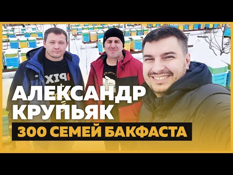 Видео: Александр Крупьяк – 300 семей Бакфаста, улья ППС, саморазвитие [УКР]