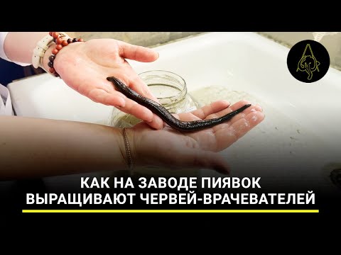 Видео: «Раменские кровососы»: как на заводе пиявок выращивают червей-врачевателей