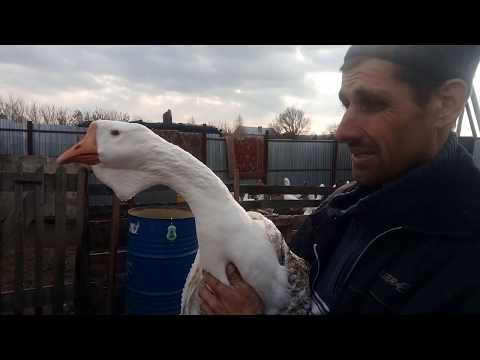 Видео: Смотреть всем!! Взвешивание Холмогорских гусей!!