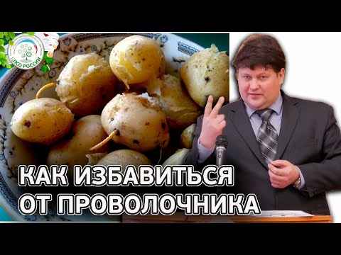 Видео: Как избавиться от проволочника. Борьба с вредителями картофеля.