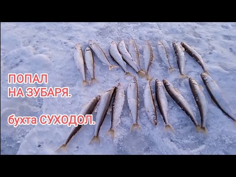 Видео: зимняя рыбалка на блесна. Ловля зубаря на комбайны.Блесна на зубаря.