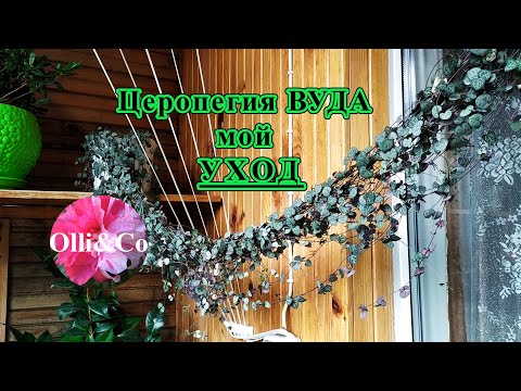 Видео: ЦЕРОПЕГИЯ ВУДА (Ceropegia woodii) МОЙ УХОД