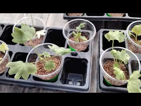 Видео: #71.Приобрела новые сорта пеларгонии! Обзор черенков.