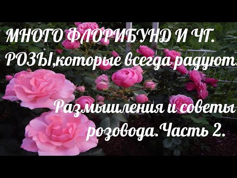 Видео: Флорибунды и ЧГ в моём саду.Лучшие для северных садов.Советы розовода.Часть 2.