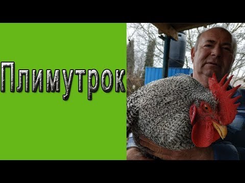 Видео: Плимутрок l Порода кур Плимутрок