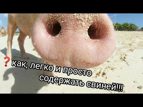 Видео: лучшая порода!!! свиньи дюрок - кормление, содержание на опилках.