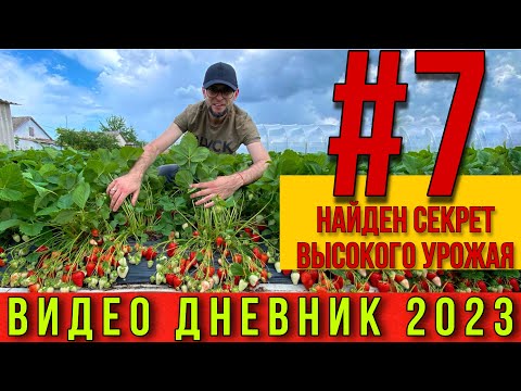 Видео: Подкормки для супер  урожая клубники .Видео дневник 2023  Часть # 7