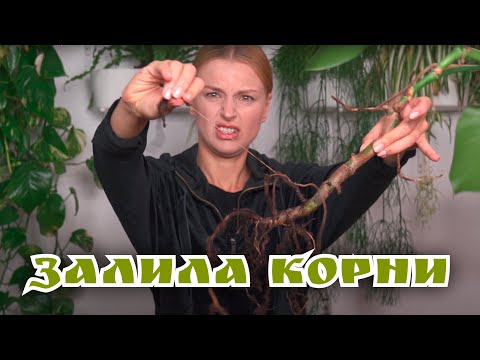 Видео: Что делать если залила растение? Пересаживай со мной | Монстера | 2021