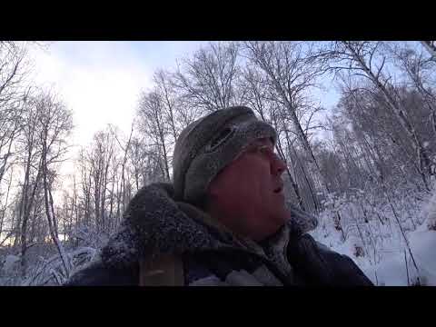 Видео: Прогулка по зимнему лесу.(Ставим петли на зайцев).