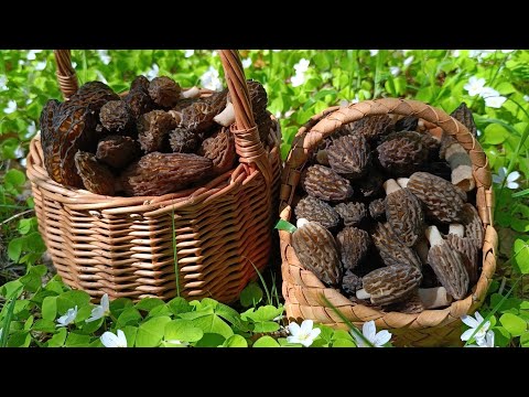 Видео: ВСЕ ВЕСЕННИЕ ГРИБЫ ТУТ 👀 Где растут сморчки и строчки.