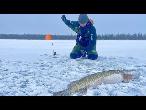 Видео: ЖОР ЩУКИ НА ЖИВЦА в 300гр.! ВЗЯЛ ТРОФЕЙ! Первый лед 2023-2024. Зимняя рыбалка.