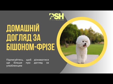 Видео: Дізнайтеся всі секрети ідеального догляду за Бішон Фрізе