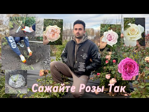 Видео: Как Посадить Розу￼￼ Правильно￼