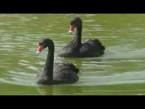 Видео: Отряд гусеобразные