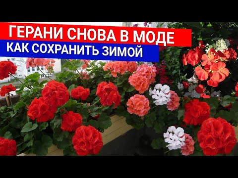 Видео: Герани снова в моде - как сохранить зимой