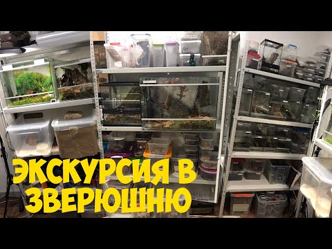 Видео: Экскурсия в зверюшню. Кто у меня живет?