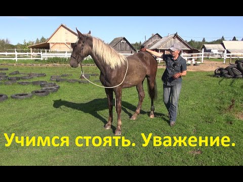 Видео: Молодая лошадь. Учимся стоять. Уважение.