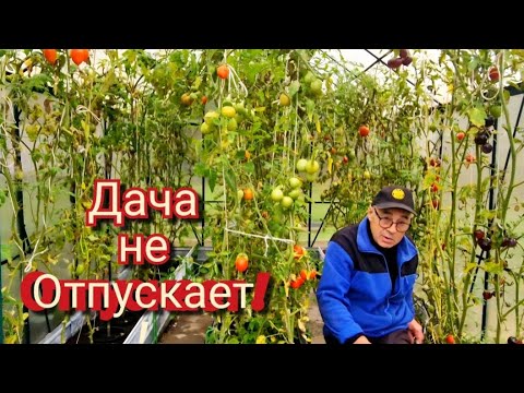 Видео: Приехали на дачу — а там.. урожай не сдаётся! 🍅