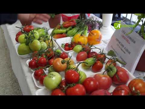 Видео: Лучшие сорта томатов из коллекции Тамары Александровны Мазуриной