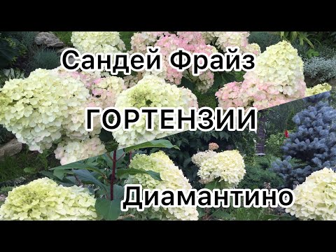 Видео: ГОРТЕНЗИИ САНДЕЙ ФРАЙЗ  И ДИАМАНТИНО. Ролик по просьбе зрителей