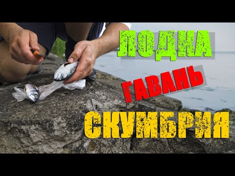 Видео: Скумбрия в Балтийском море/Балтийская коса/Ночевка на берегу