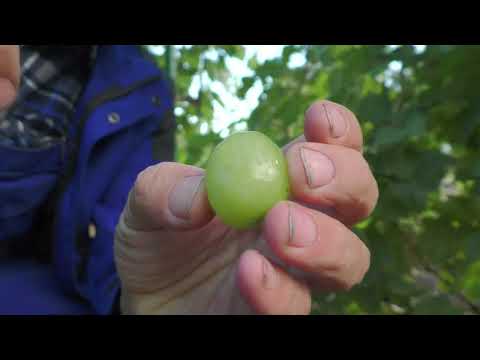 Видео: К-ш Титан,  к-ш Ленд Крузер в кого ягода більша??