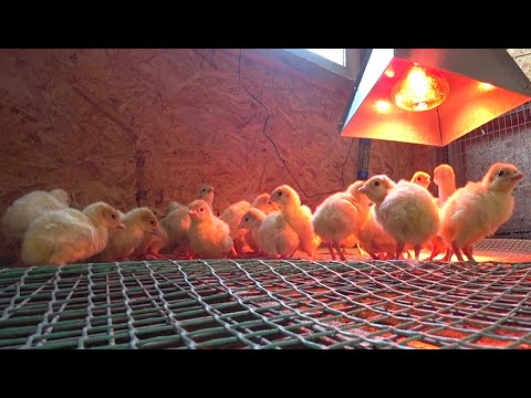 Видео: ПТИЧКА ПРИЕХАЛА!