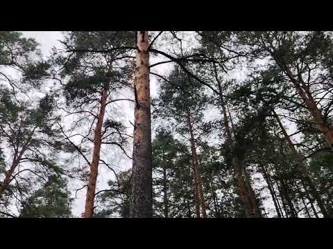 Видео: Нищеброд в действии. Из жизни в работе по найму в организации