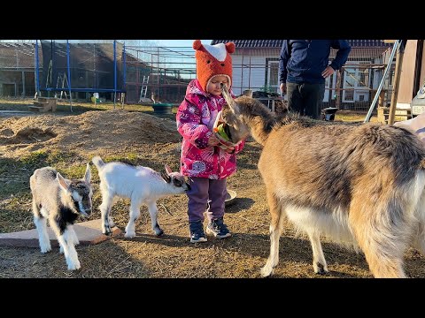 Видео: Первая прогулка забавных козлят