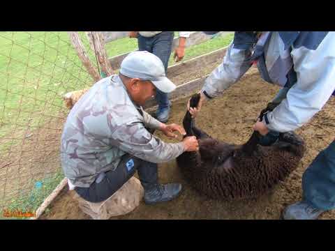 Видео: Кострация скота без скальпеля, без крови!