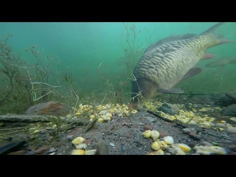 Видео: Питание рыб. Зачем варить и ферментировать зерновые для прикормки.