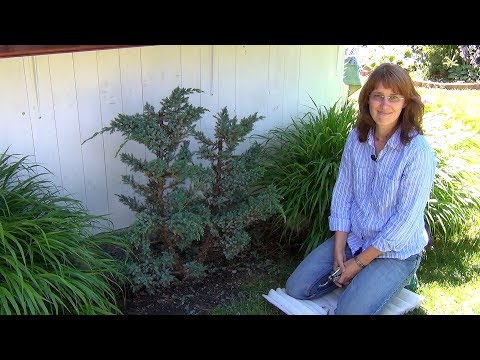 Видео: Обрезка можжевельника (ч.1).