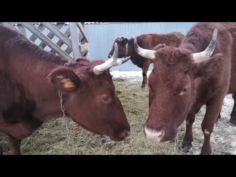 Видео: Коровы Красногорбатовской породы. Молочность, стандарты породы. Где купить. Всё, что я о них знаю.