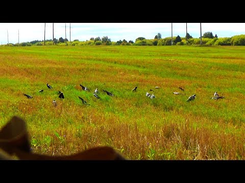Видео: Трудовая охота на вяхиря. Охота в нелетную погоду. Клинтух все же налетел.
