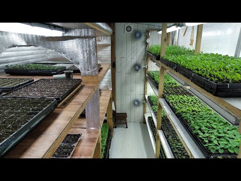 Видео: ВОТ! Что у нас растёт? ОБЗОР рассады ЦВЕТОВ на 15 февраля!