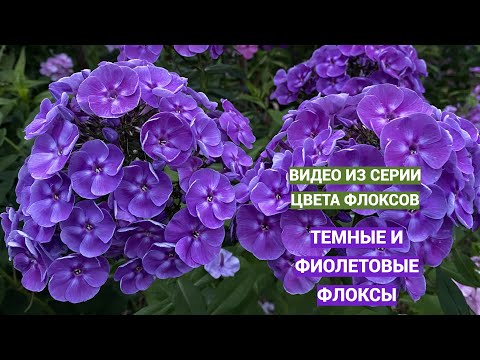 Видео: Цвета флоксов. Темные и фиолетовые флоксы