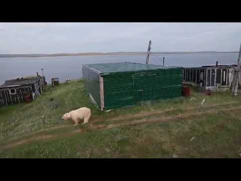 Видео: Белый медведь вернулся в арктическое село