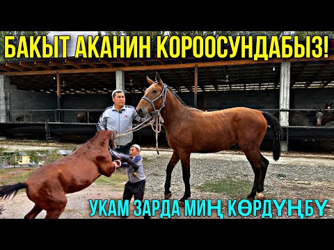 Видео: КУНАН 1 СААТТА САТЫЛДЫ ЧАЛМАЙ ЖООК 🤯 #байтв