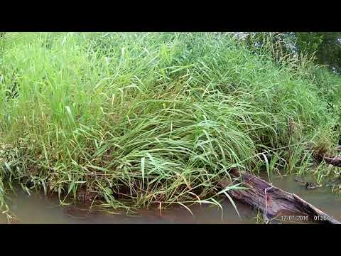 Видео: Нёмда костромская  часть вторая