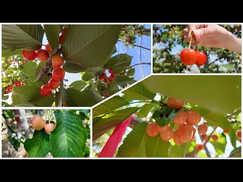 Видео: Лучшие сорта японской вишни выращиваемые на Хоккайдо | Sunshine Fruit Garden Tsuchida