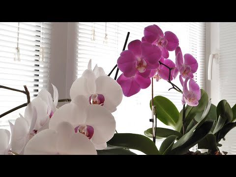 Видео: Орхидеи с цветами и КРУПНЫМИ кустами. Растут как хотят.