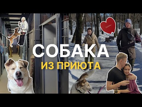 Видео: Шелби нашел Дом. Мы взяли собаку из приюта Дубовая Роща | VLOG #1