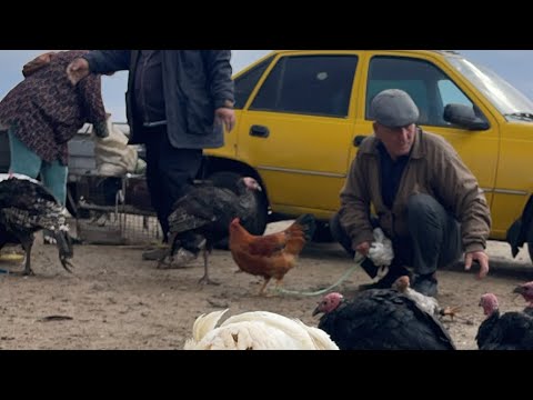 Видео: 26-ОКТЯБР/2025/ШЫМБАЙ ТАУЫК БАЗАРЫ/ДЕМ БЕРМЕС ТАУЫК БАЗАРЫ